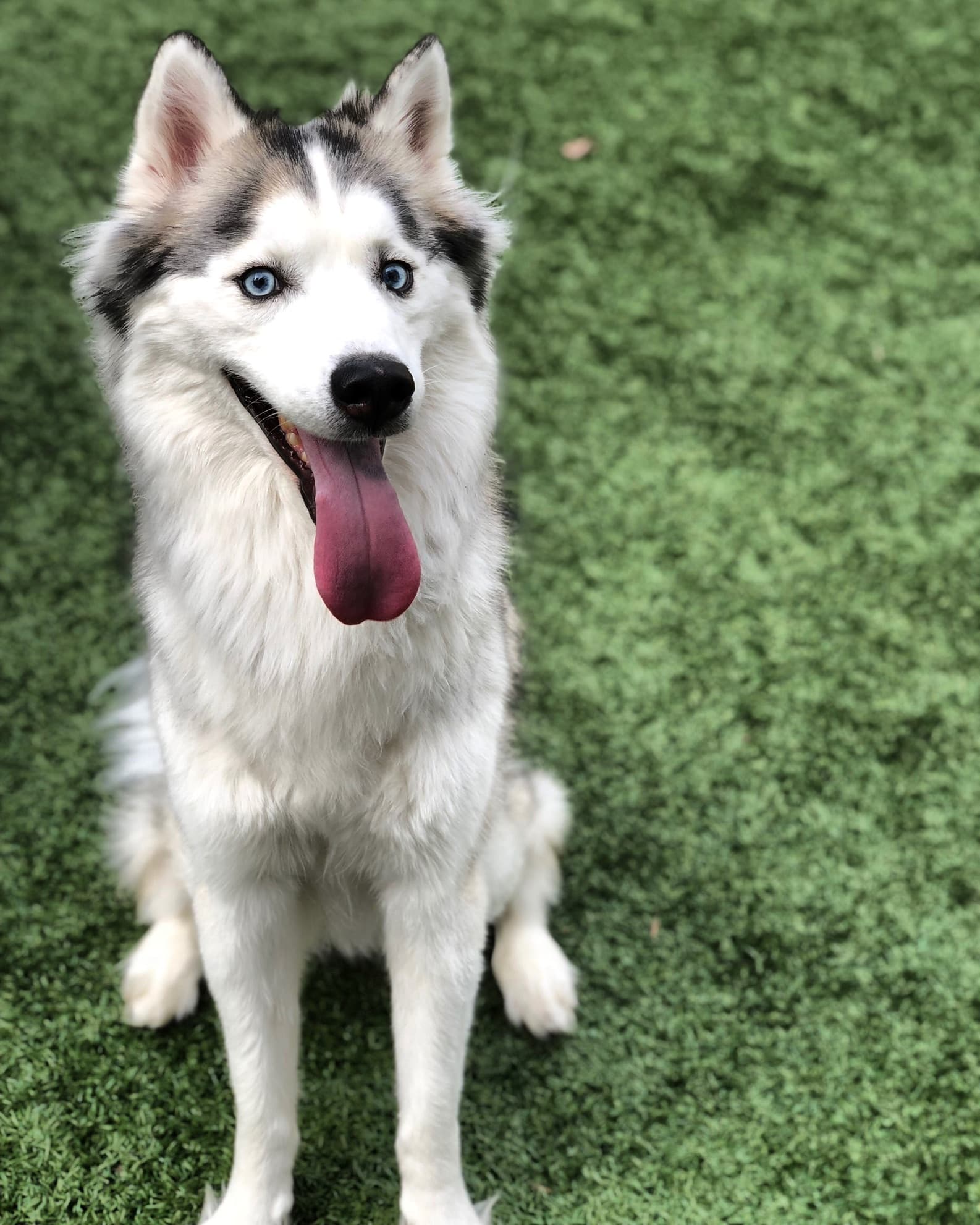 Happy Siberian Husky registered as an emotional support animal with PawClear